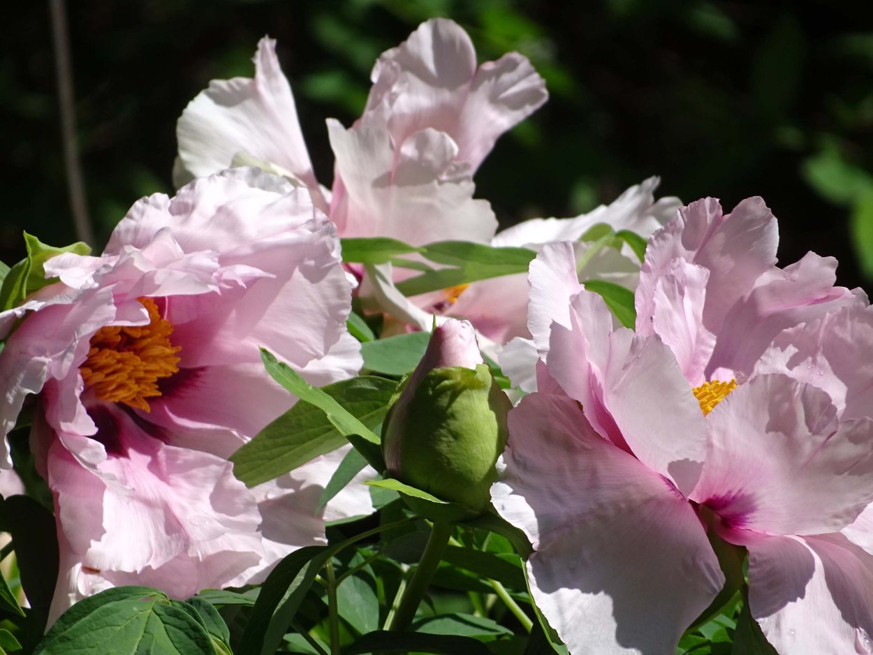 Пион древовидный Восход