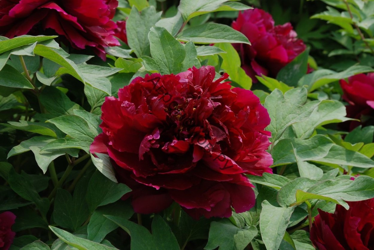 Пион древовидный эмбелиш Инк