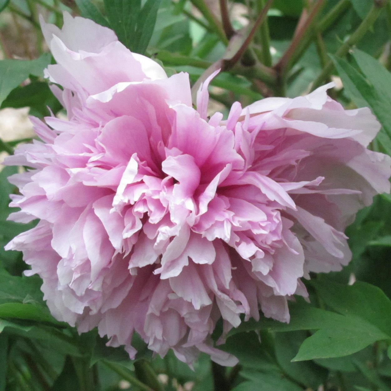 Пион древовидный Восход