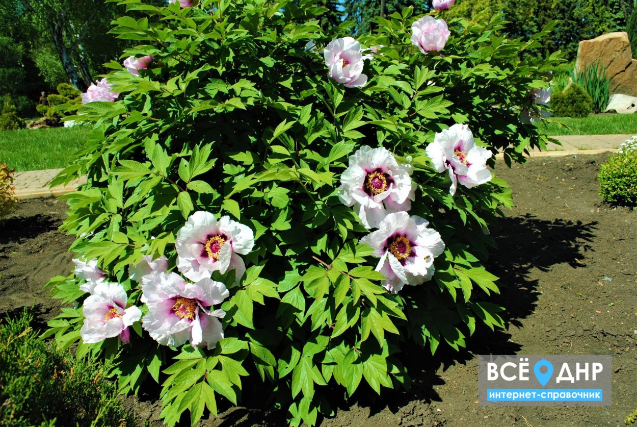 Цветение древовидного пиона