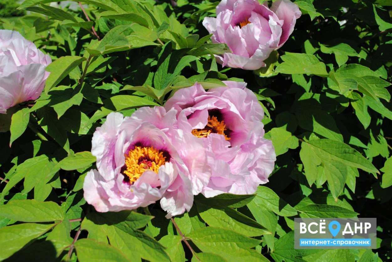 Древовидный пион Tamafuyo