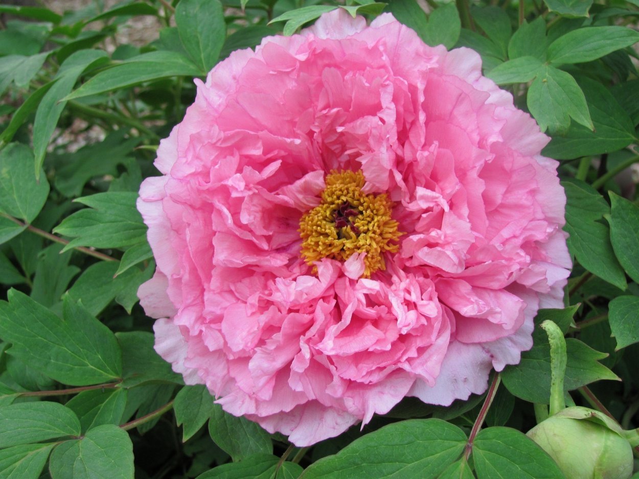 Пион древовидный Кинко