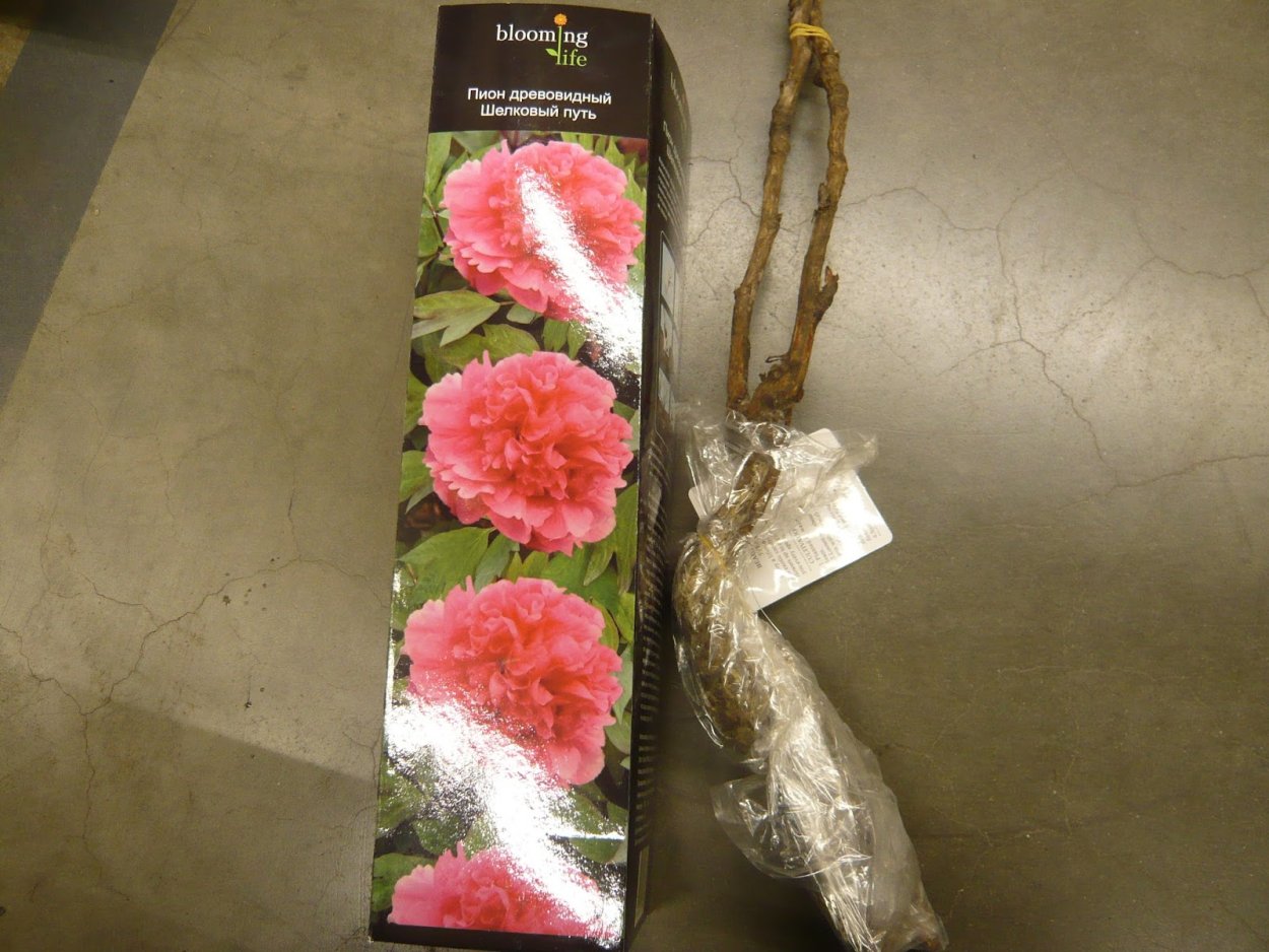 Древовидный пион саженец