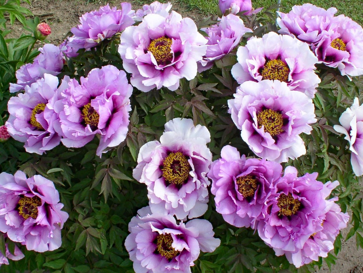 Пион древовидный Лилак