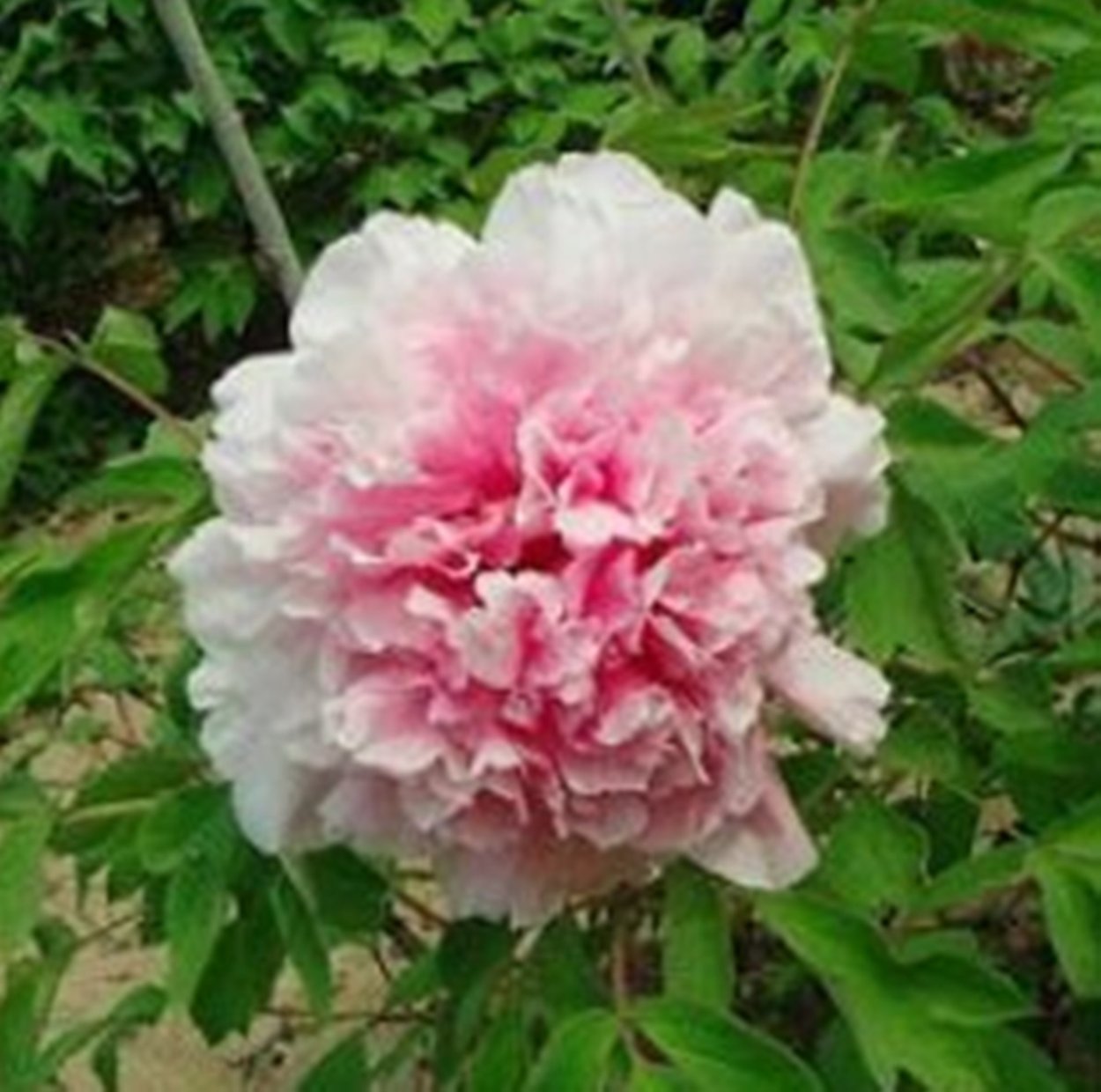 Древовидные пионы