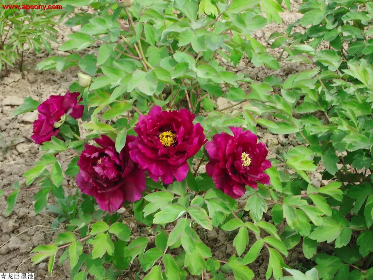 Пион древовидный розовый Лотос