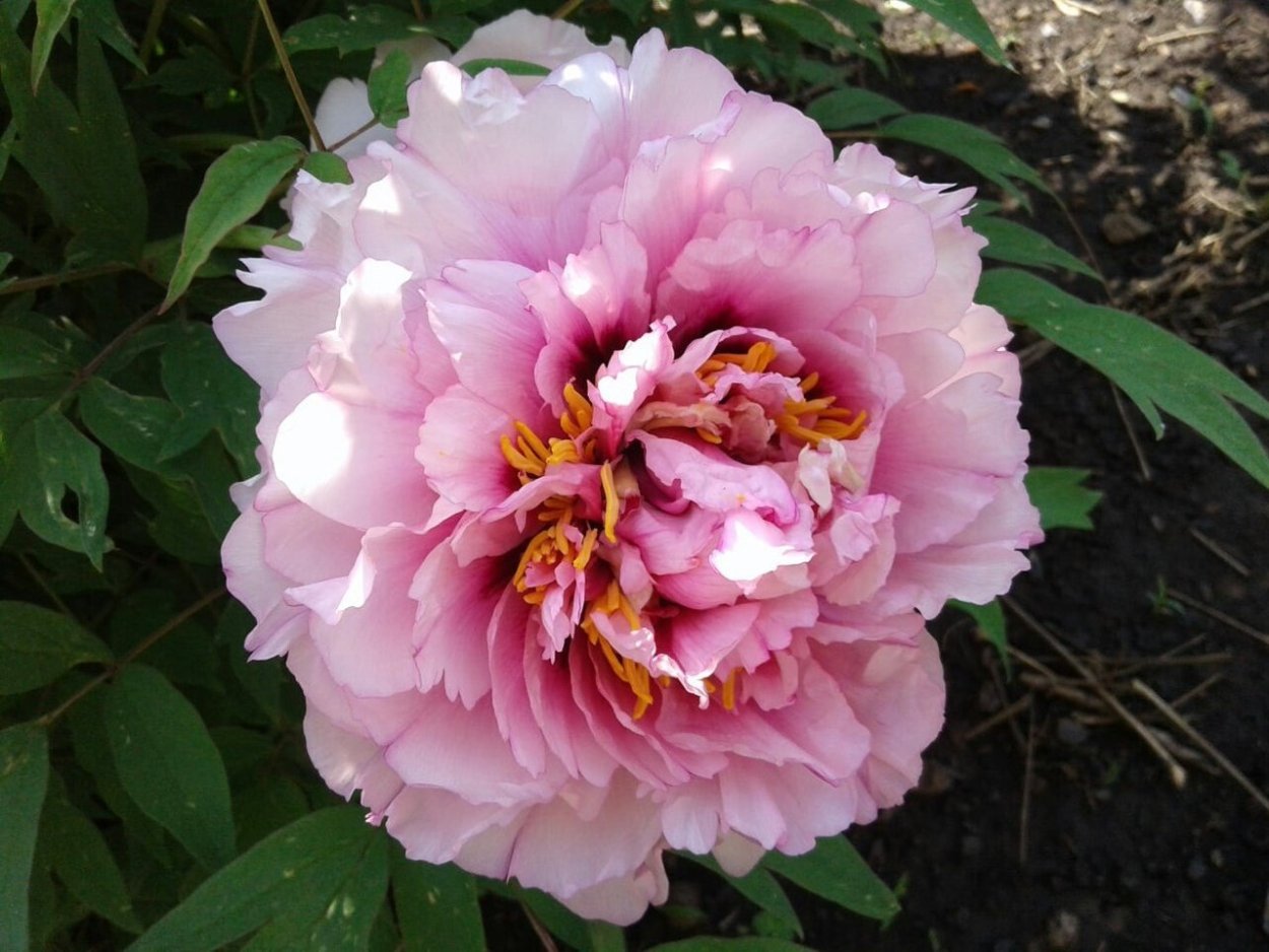 Пион Лантиан Джей