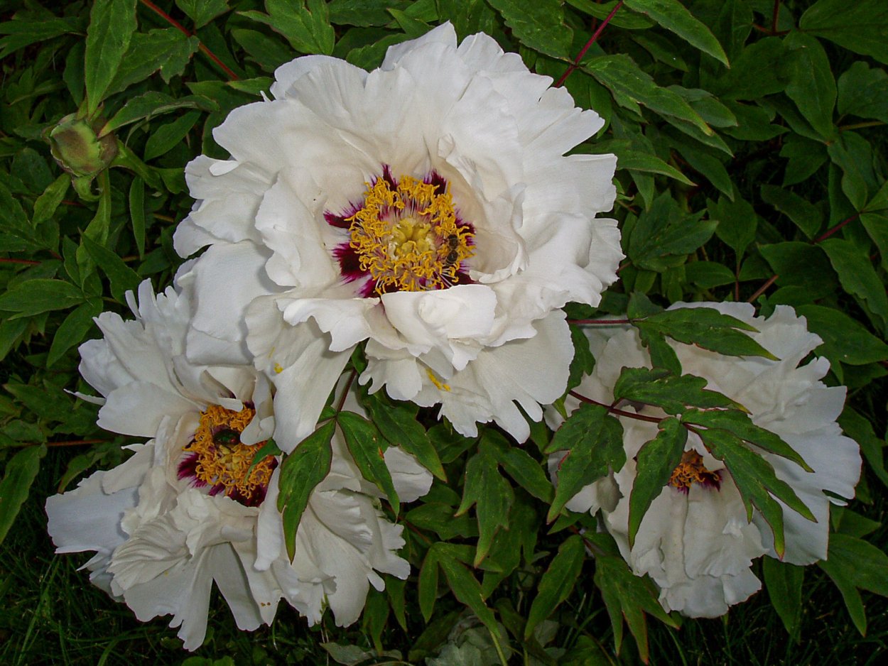 Пион древовидный Hyakasen