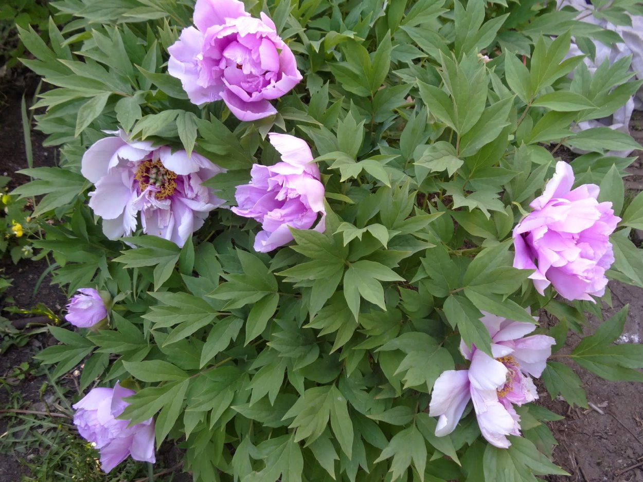 Пион древовидный Shimadaijin