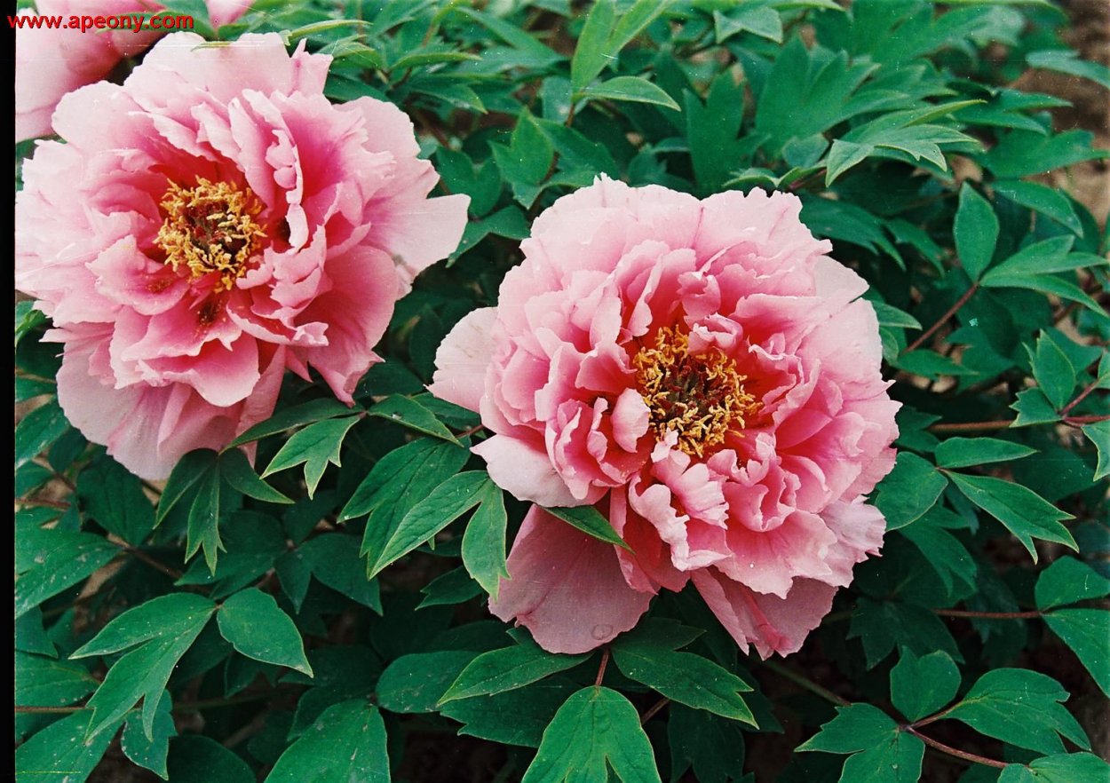 Пион древовидный Лотус