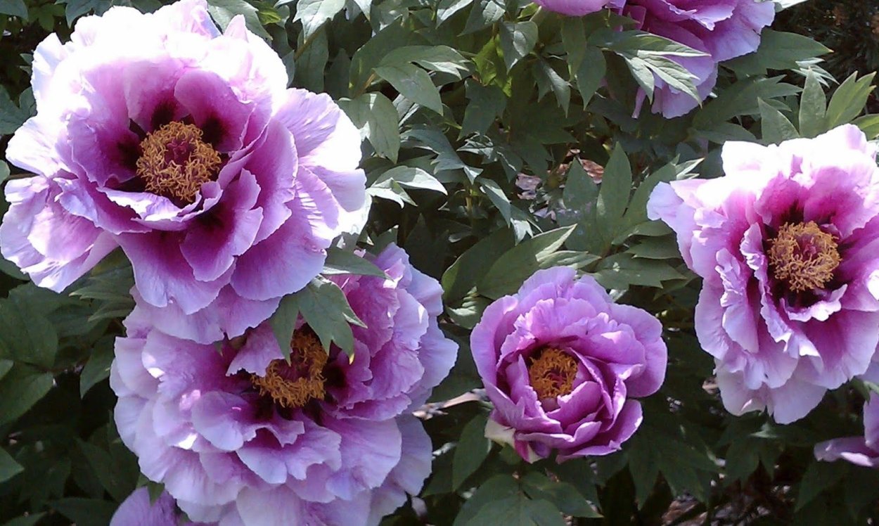 Пион древовидный Блю Чиф