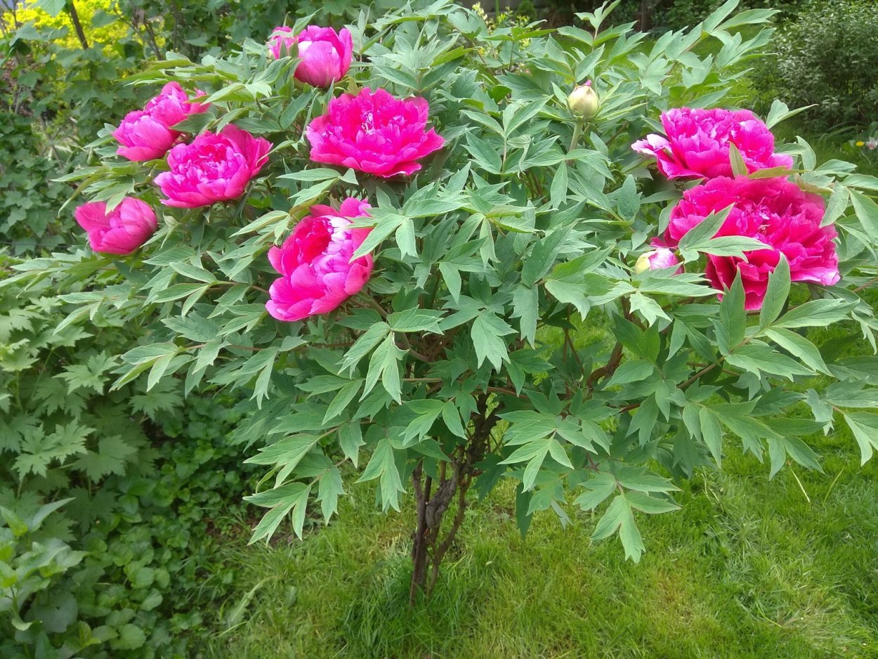 Пион древовидный Кинко