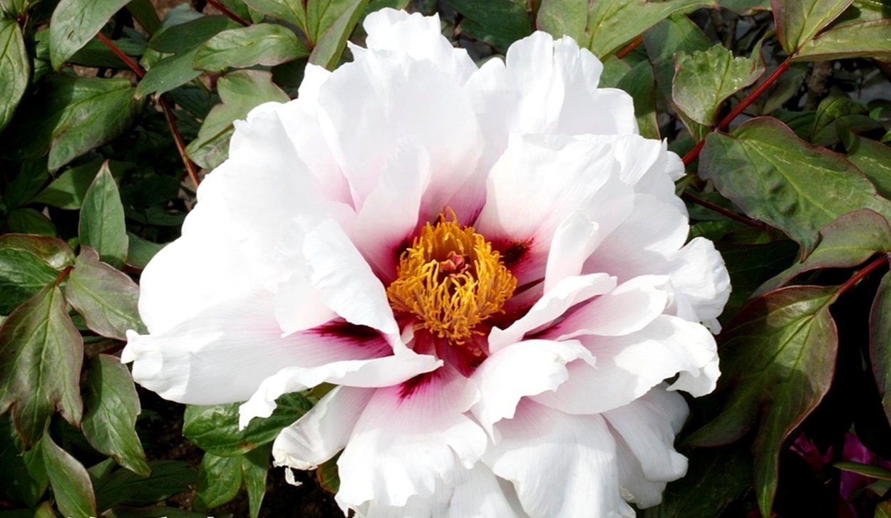 Пион древовидный латынь