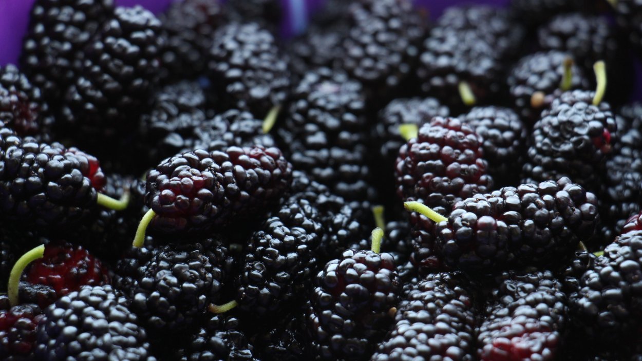 Black Mulberry