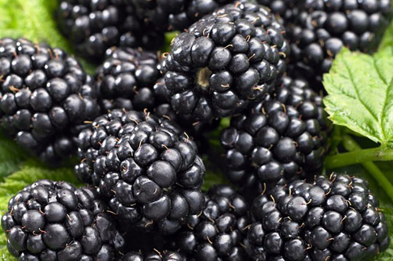 Ежевика Блэк сатин