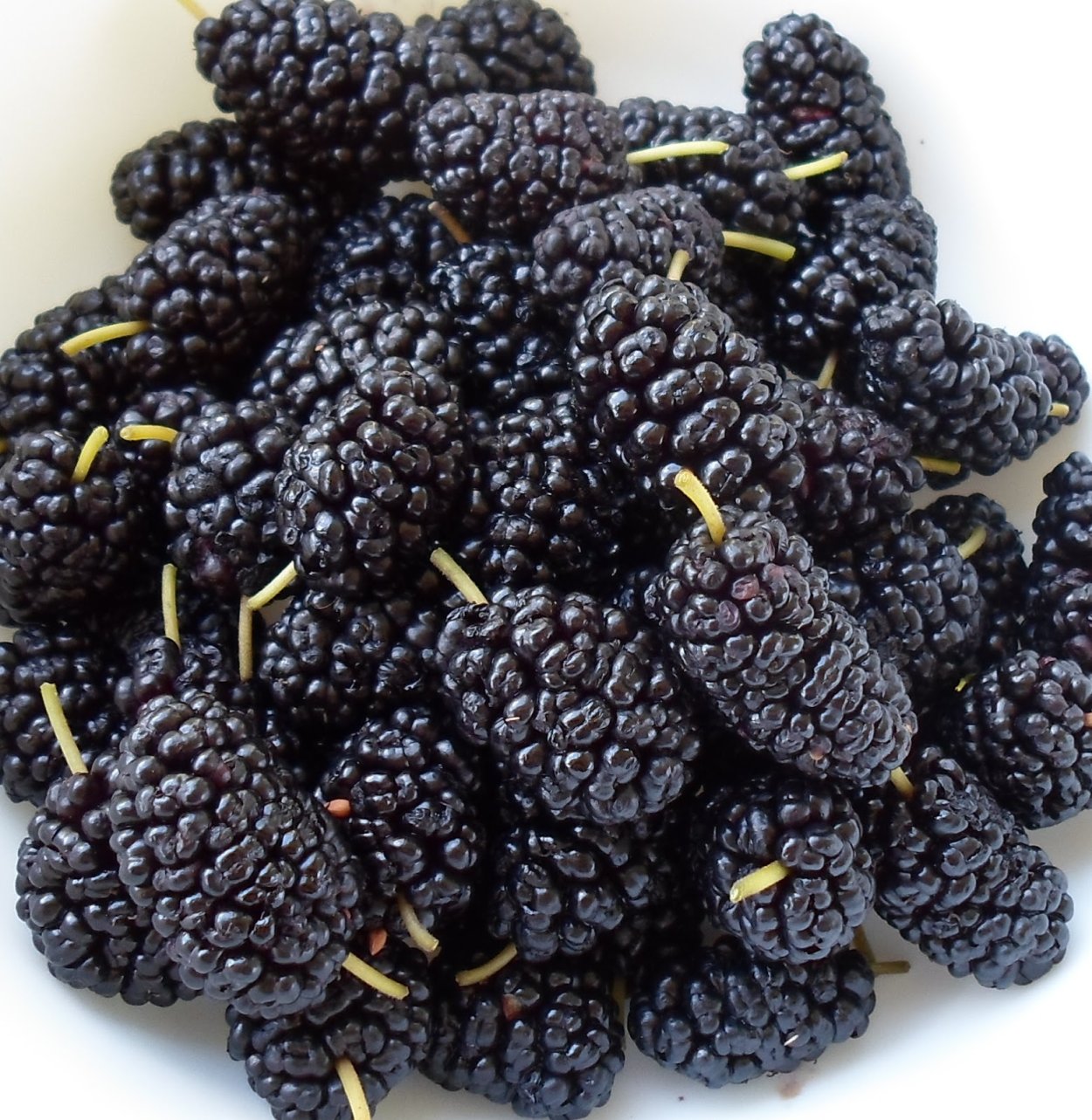 Mulberry шелковица