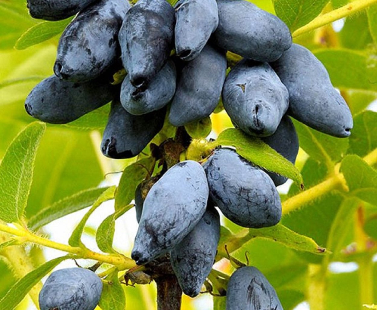 Жимолость Ленита