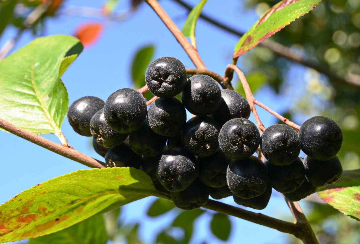 Арония черноплодная