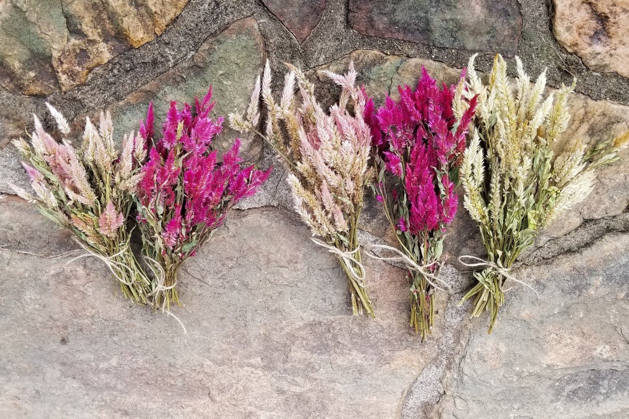 Целозия Садовая