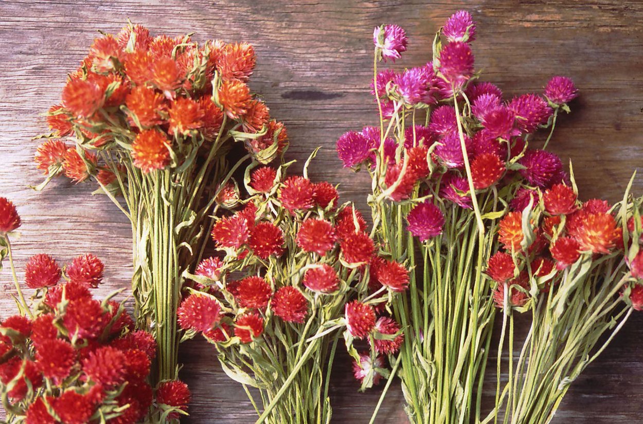 Целозия гребенчатая сухоцвет