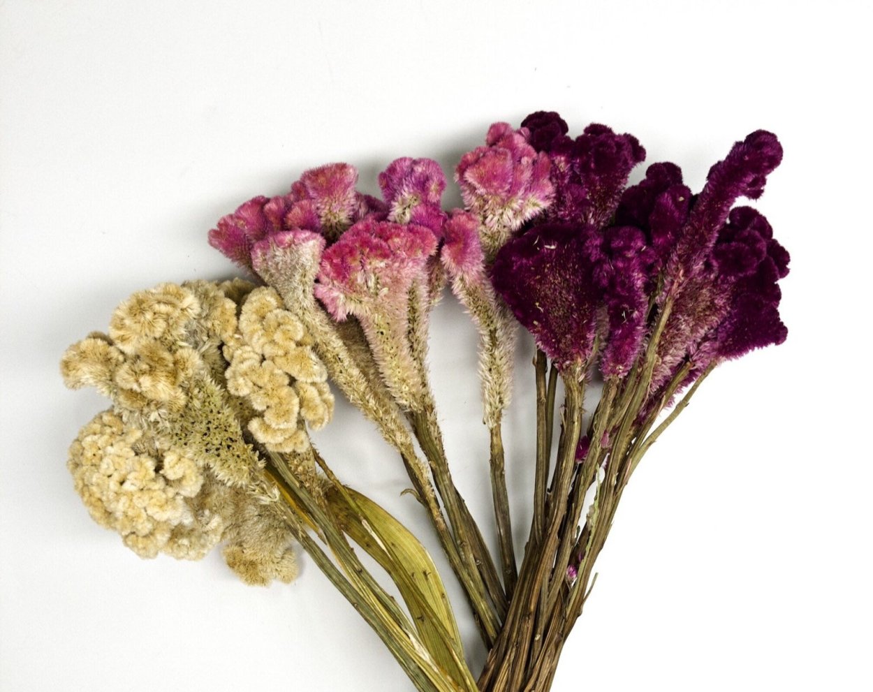 Амарант хвостатый сухоцвет