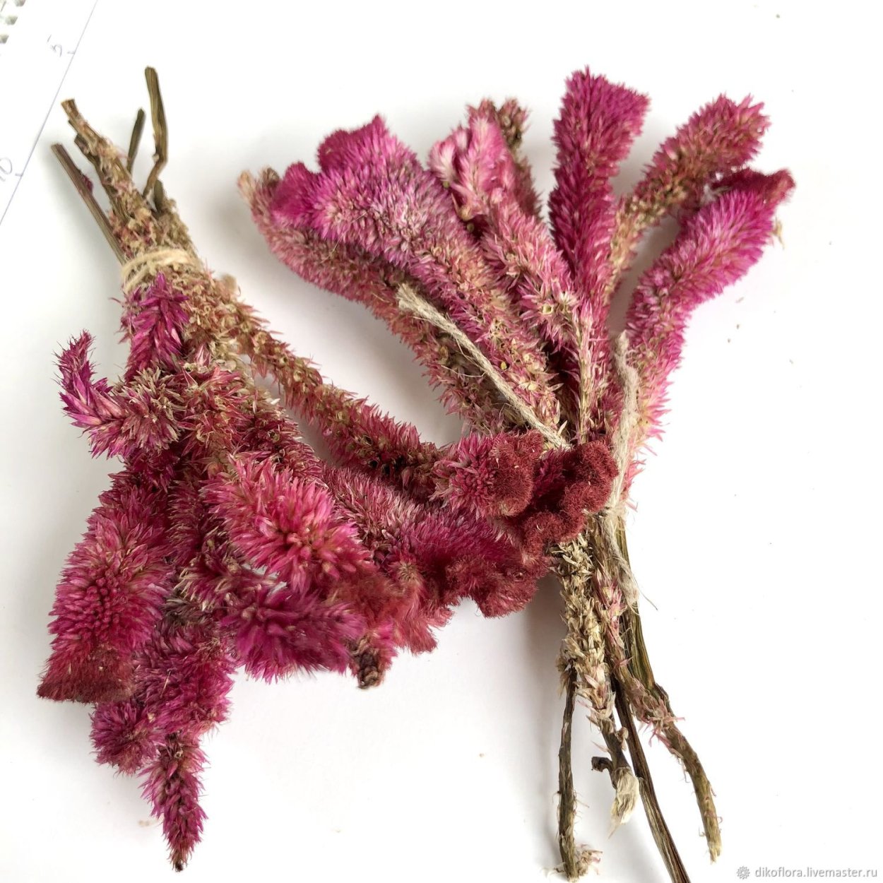 Целозия перистая сухоцвет