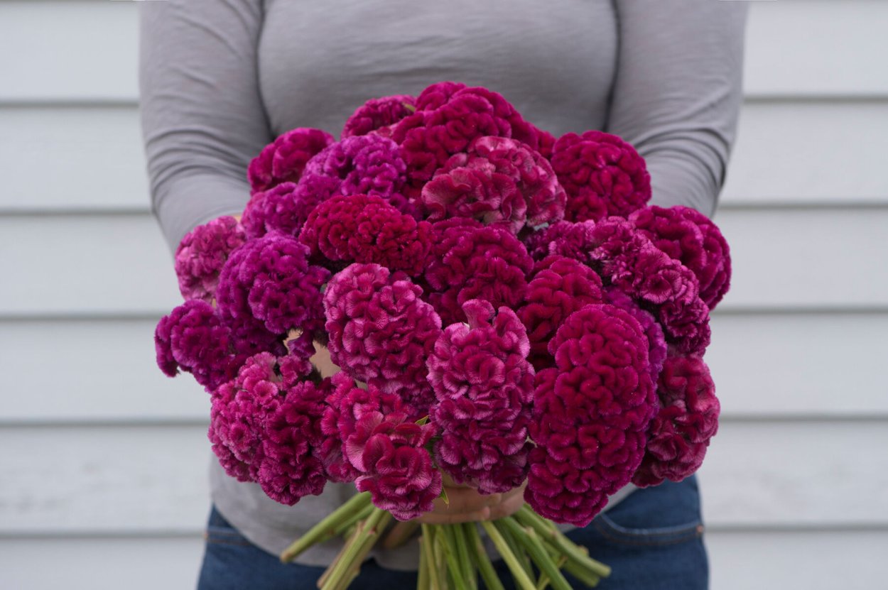 Целозия перистая Павлин