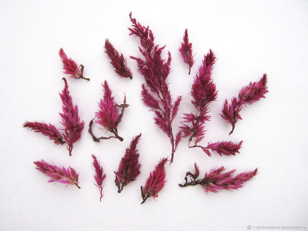 Целозия сухоцвет