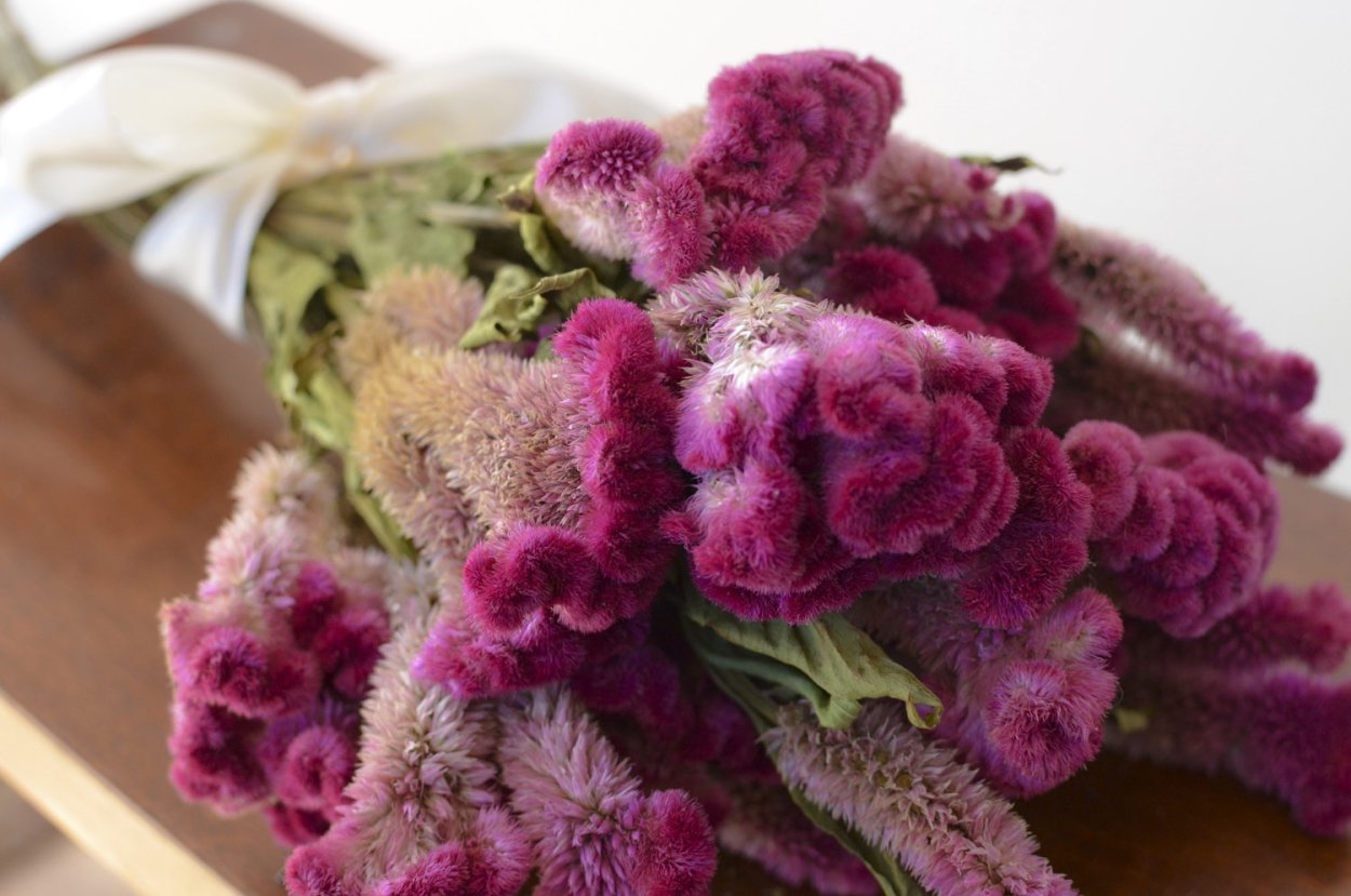 Сола сухоцвет