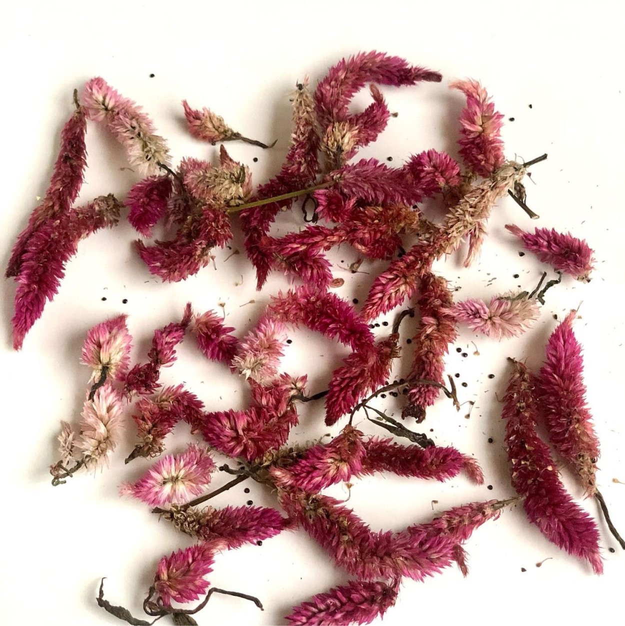 Целозия перистая сухоцвет