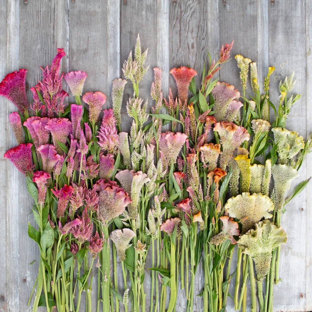 Целозия в букете