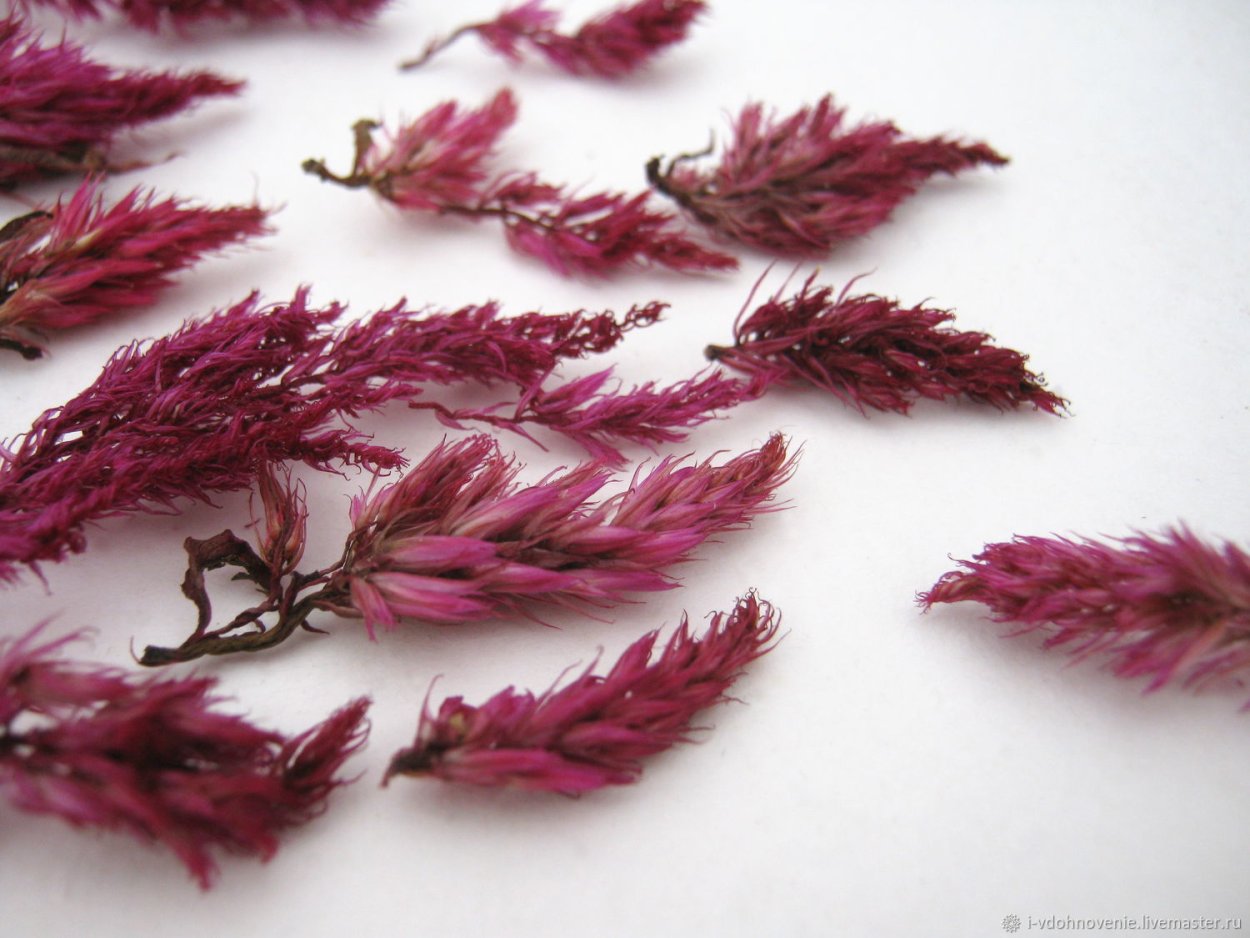 Целозия перистая Пампас Плюм