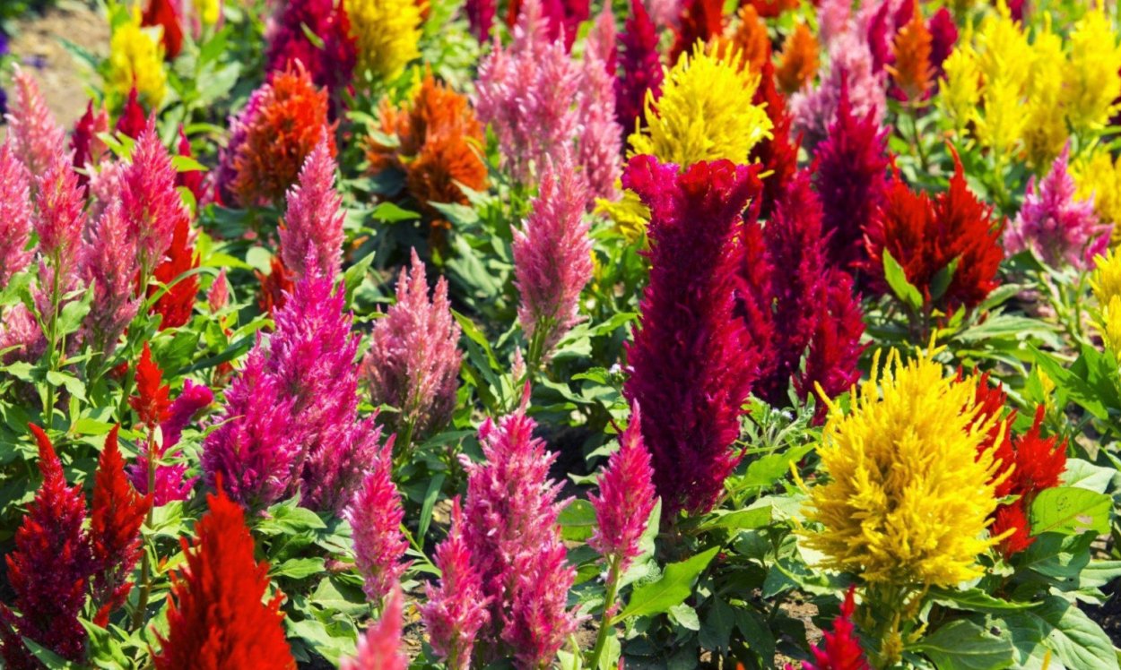 Целозия гребенчатая