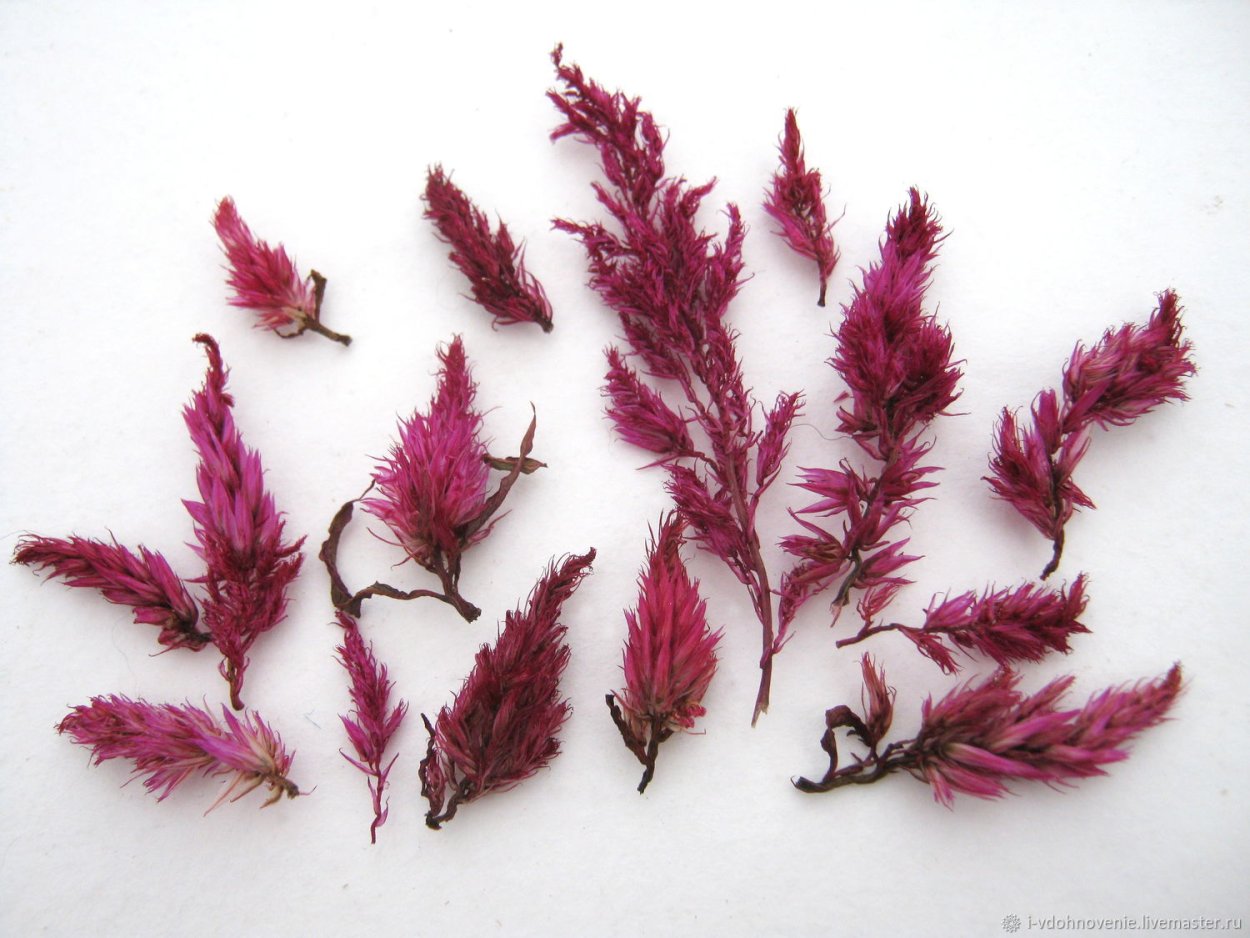 Целозия сухоцвет букет