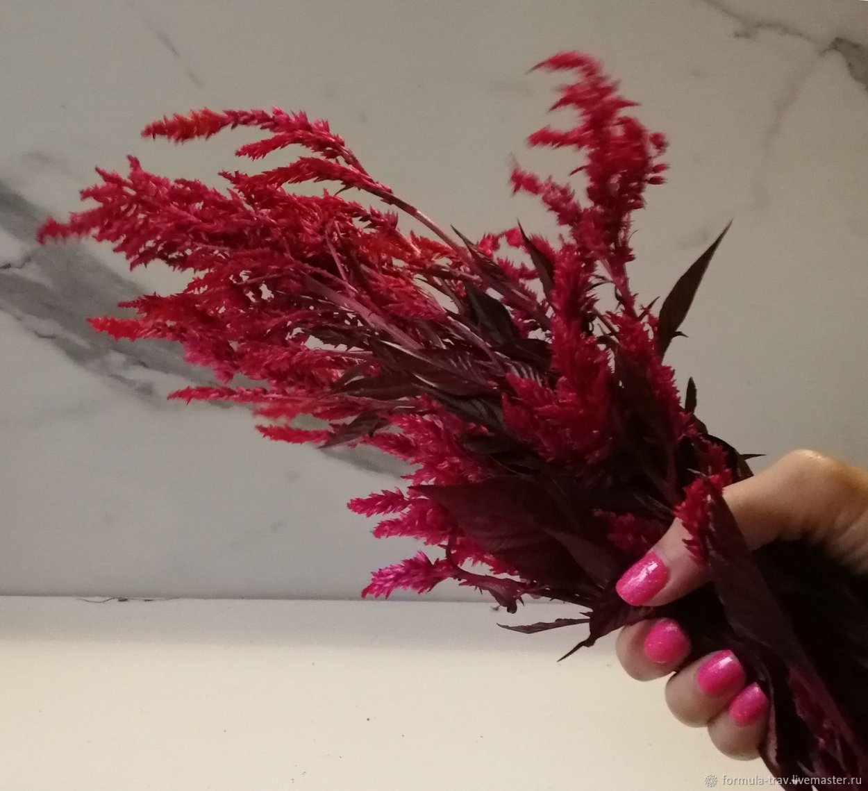 Целозия сухоцвет