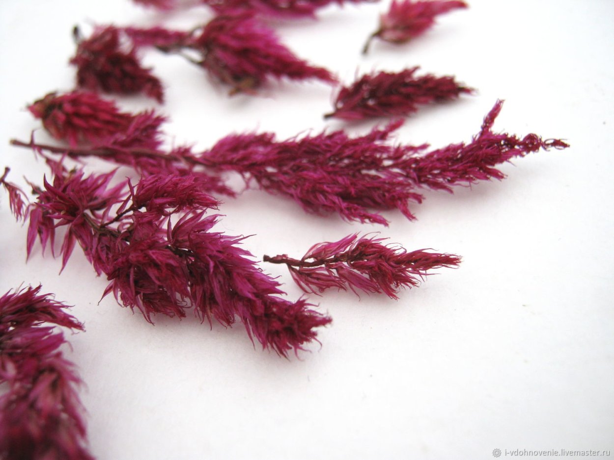 Букет засушенных цветов