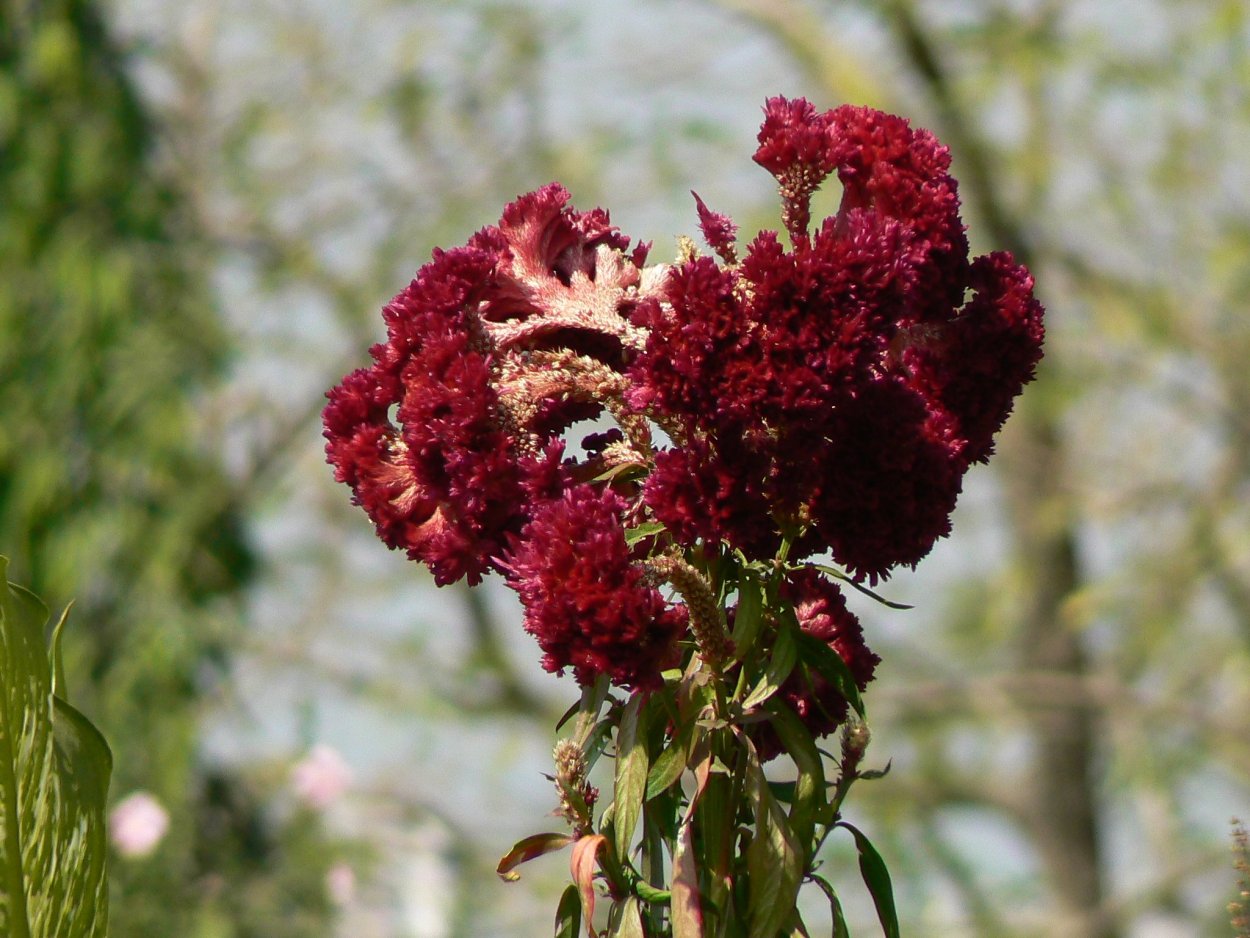 Целозия перистая семена