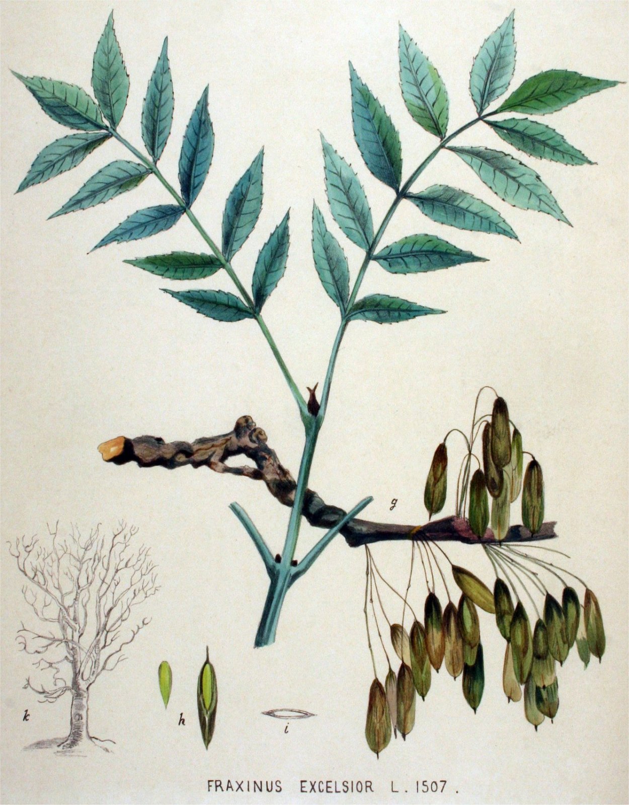 Ясень обыкновенный Fraxinus Excelsior семена