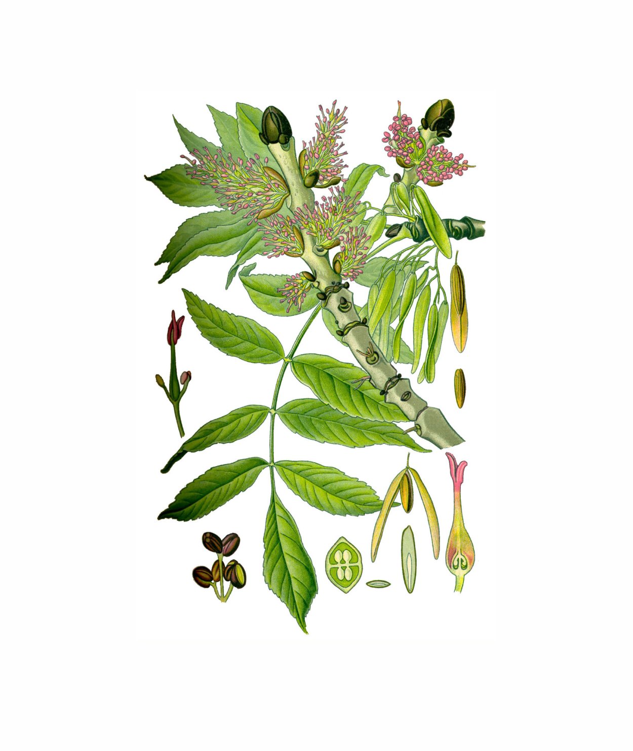 Ясень обыкновенный плоды