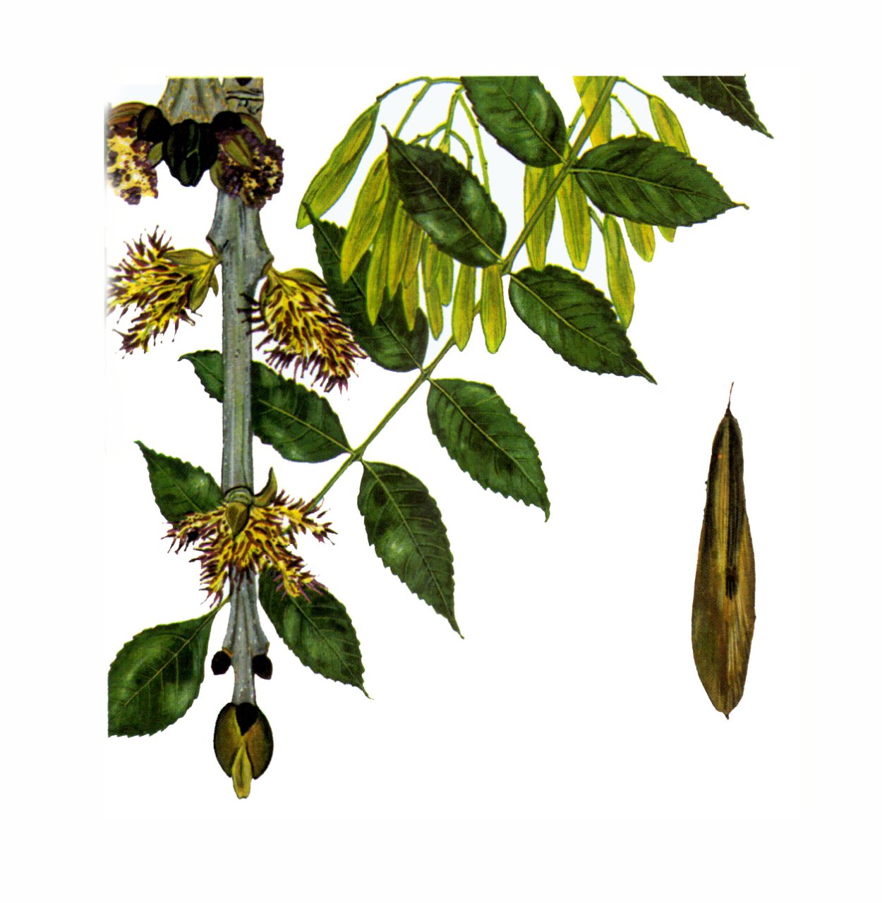 Ясень пенсильванский гербарий