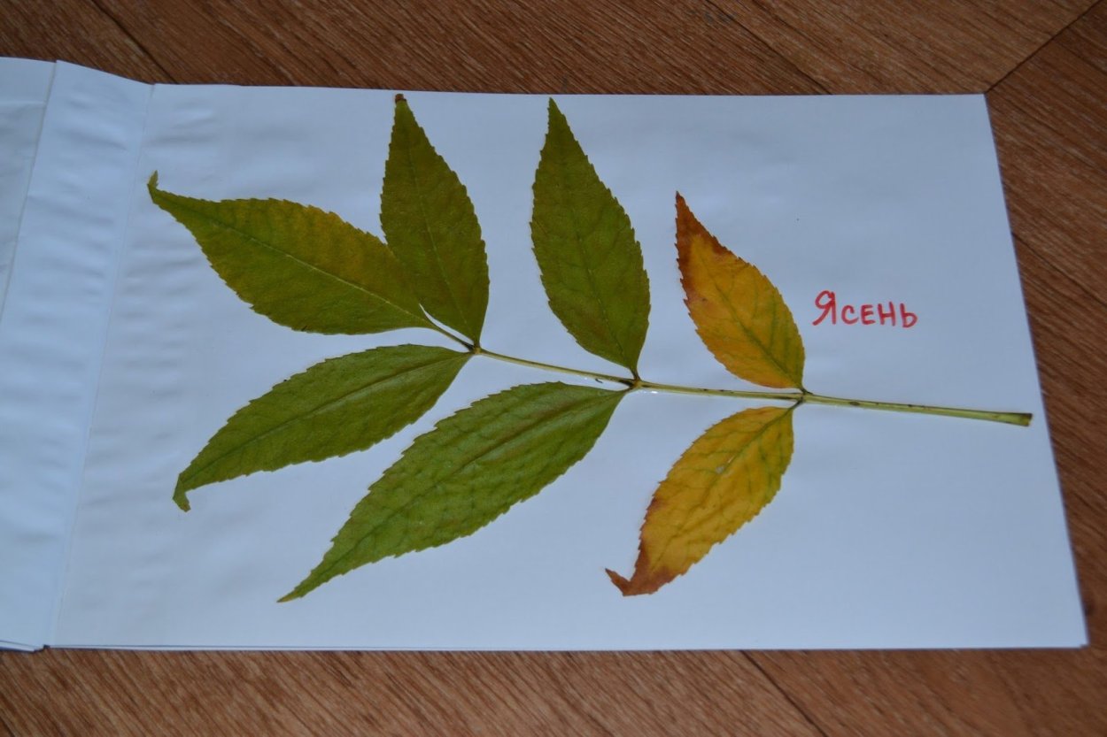Ясень маньчжурский гербарий