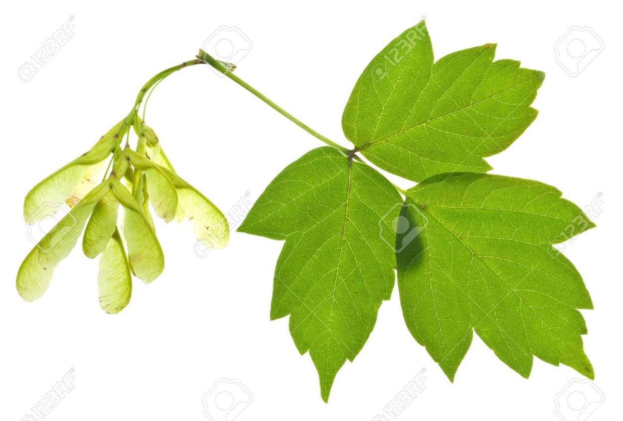 Клён ясенелистный ветка