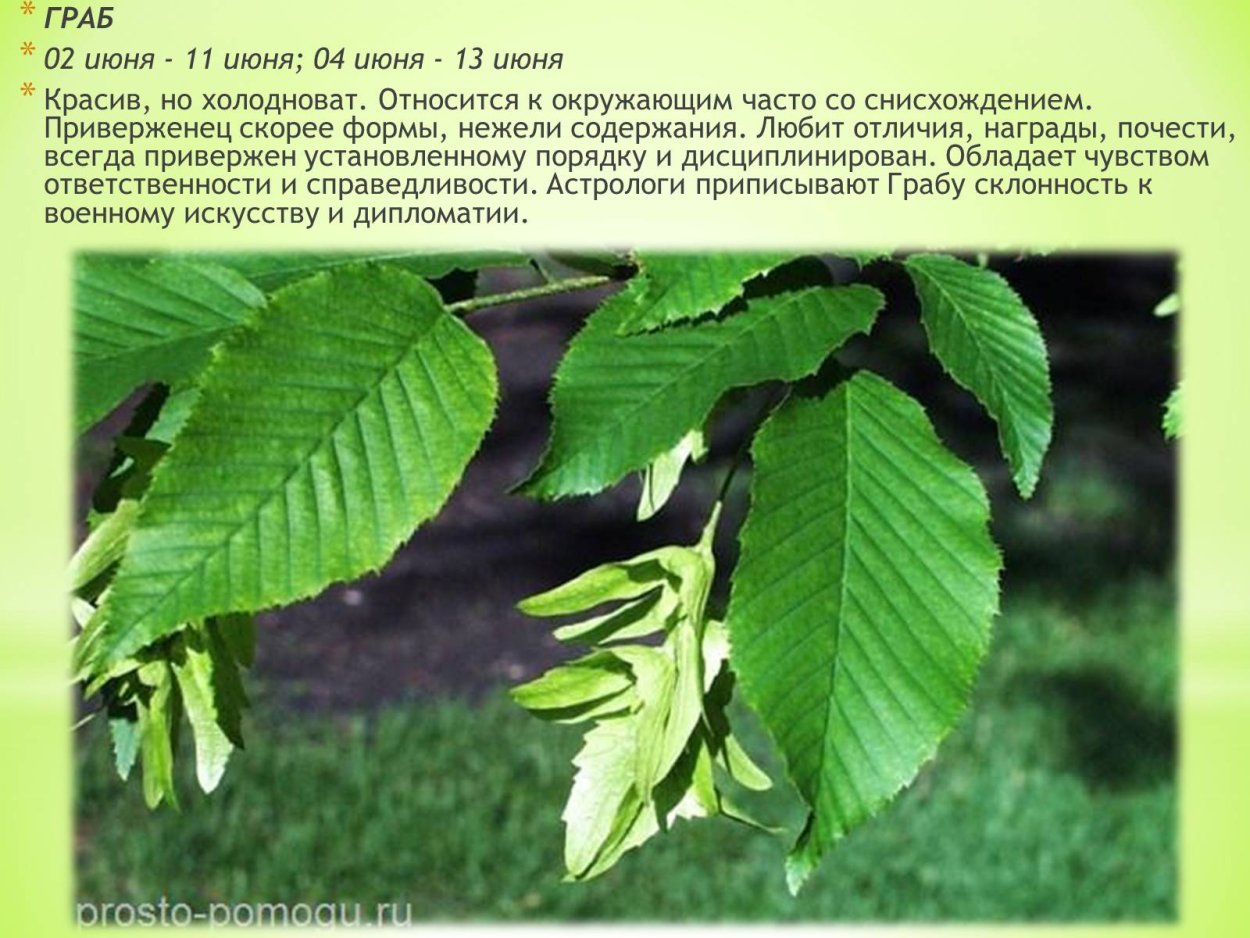 Вяз. Ясень. Граб