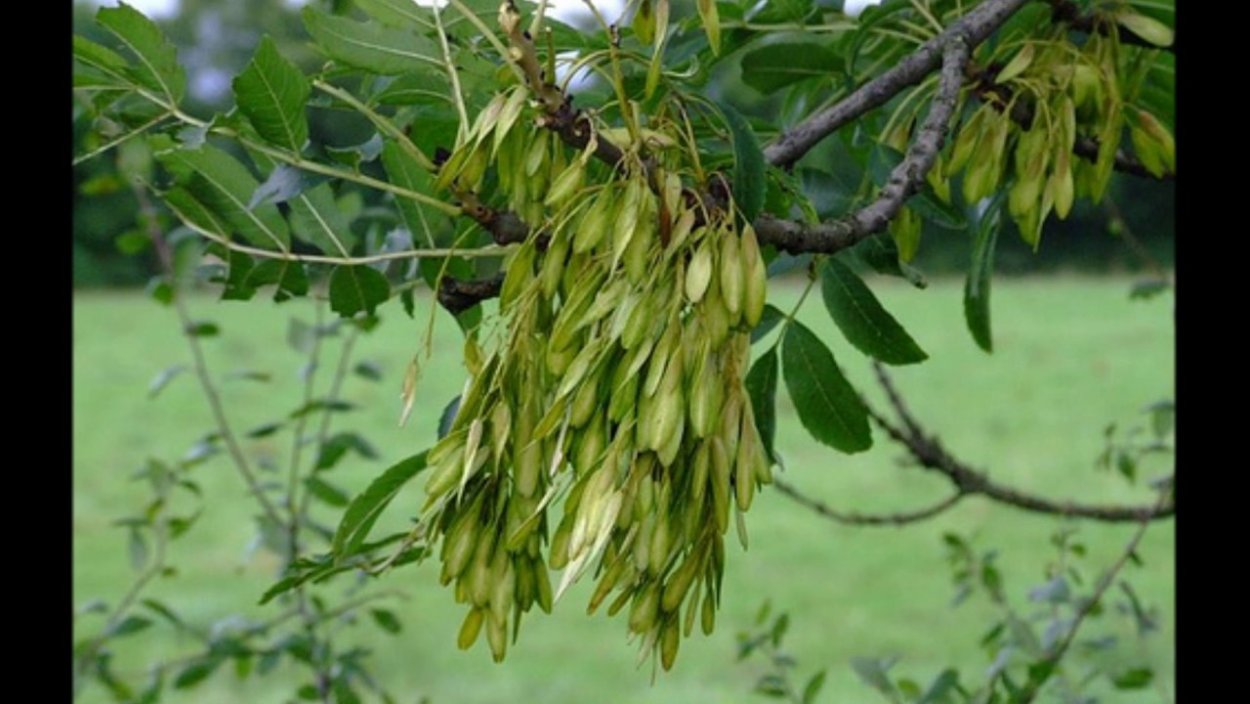 Суховершинность ясеня