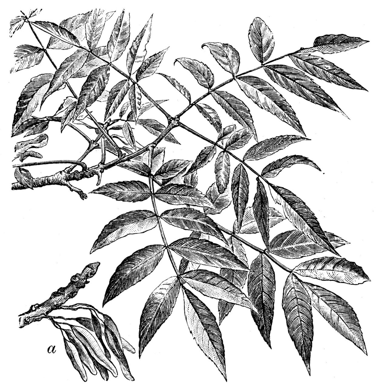 Дерево ясень на белом фоне