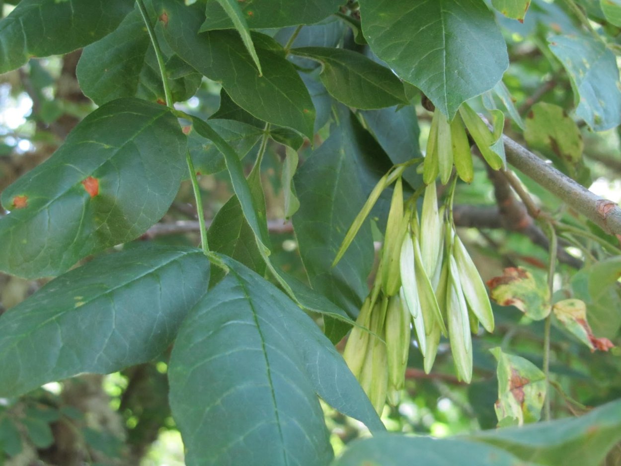 Ясень пенсильванский плод