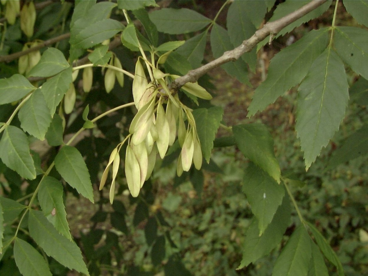 Узколистный ясень (Fraxinus angustifolia)