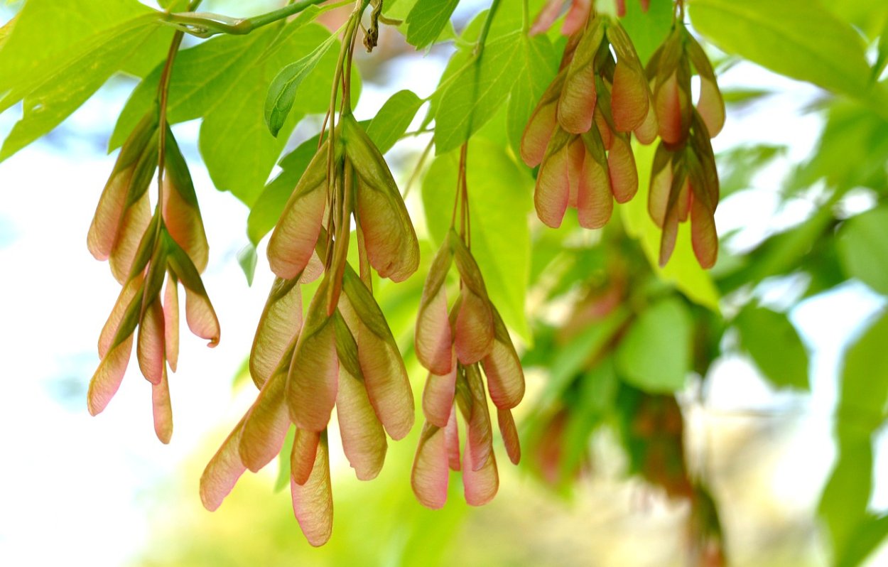 Клен ясенелистный кустарник