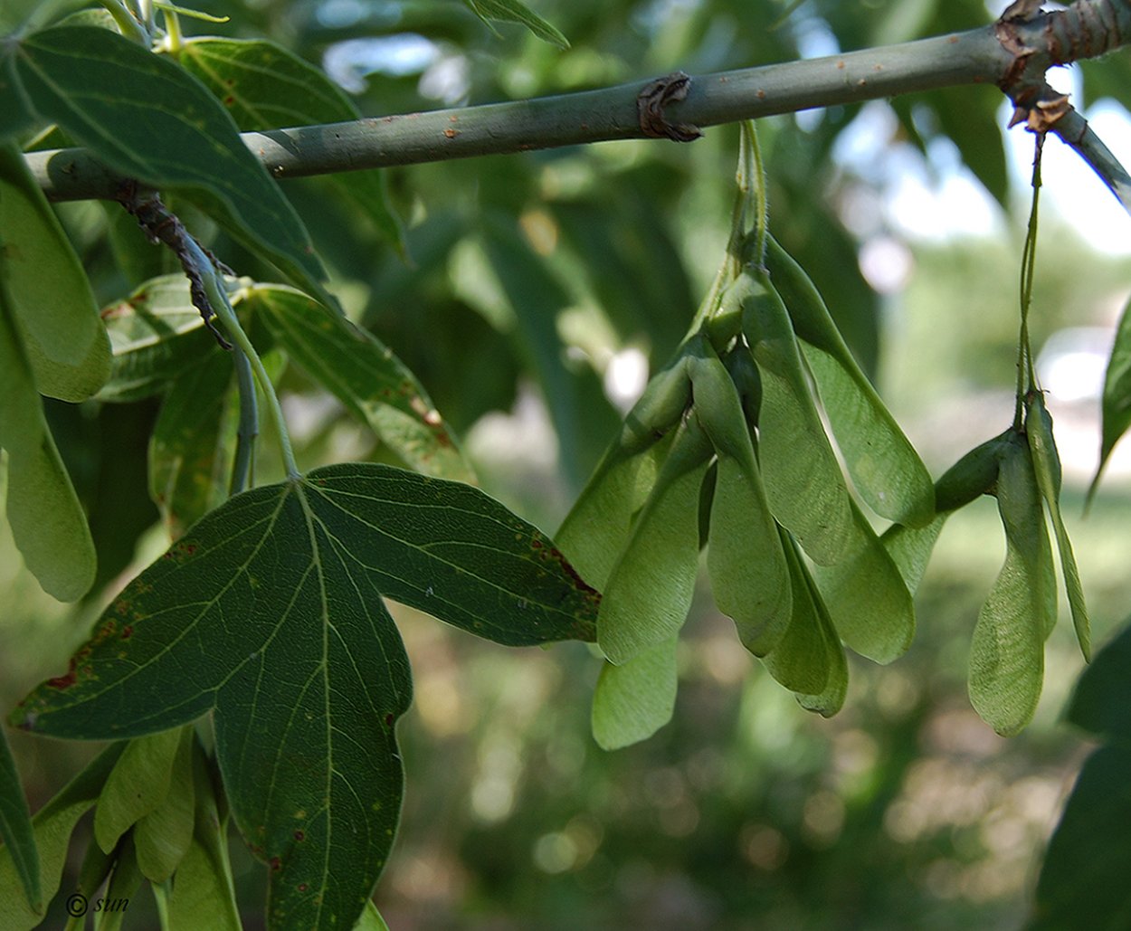 Клен американский ясенелистный
