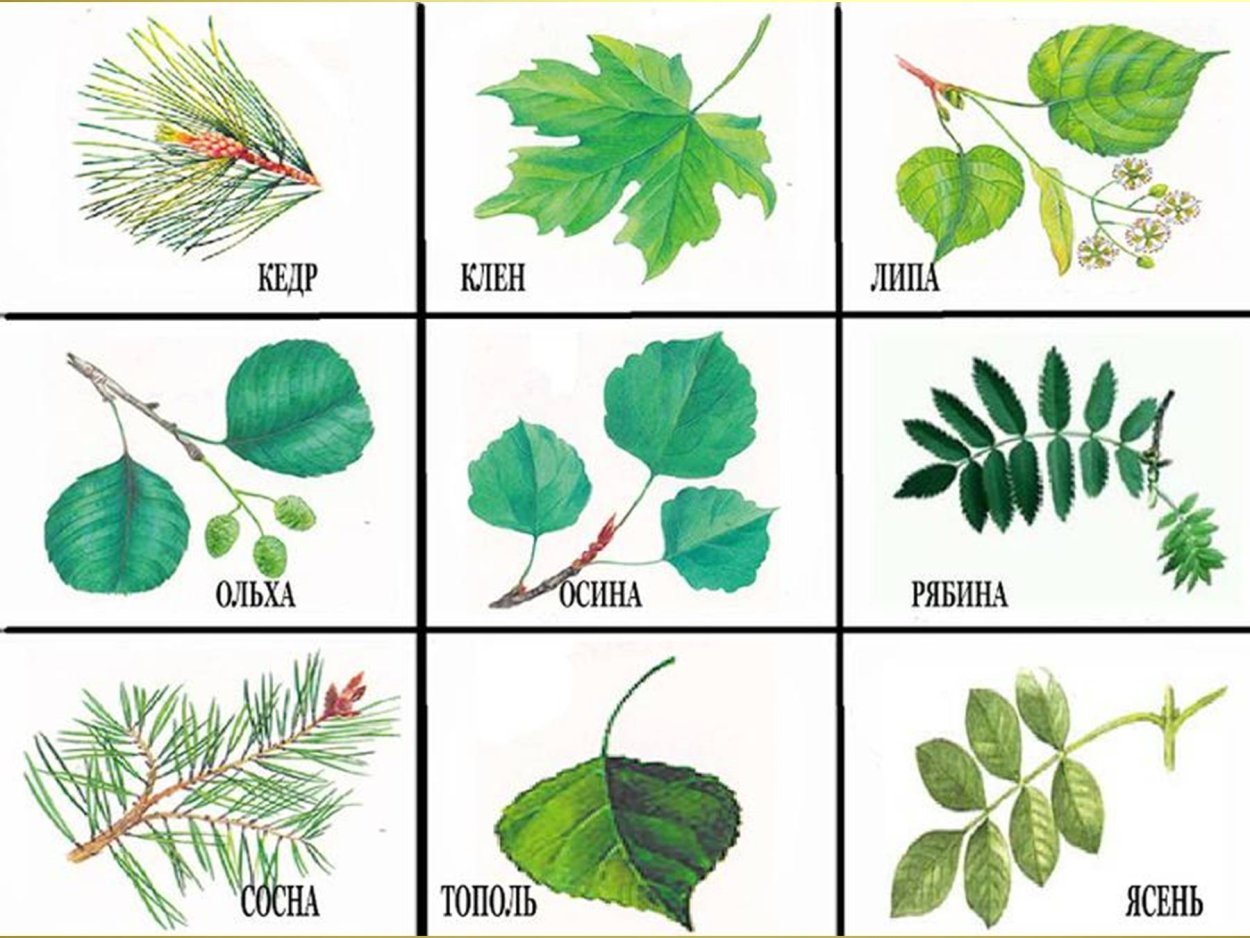 Лото листья деревьев